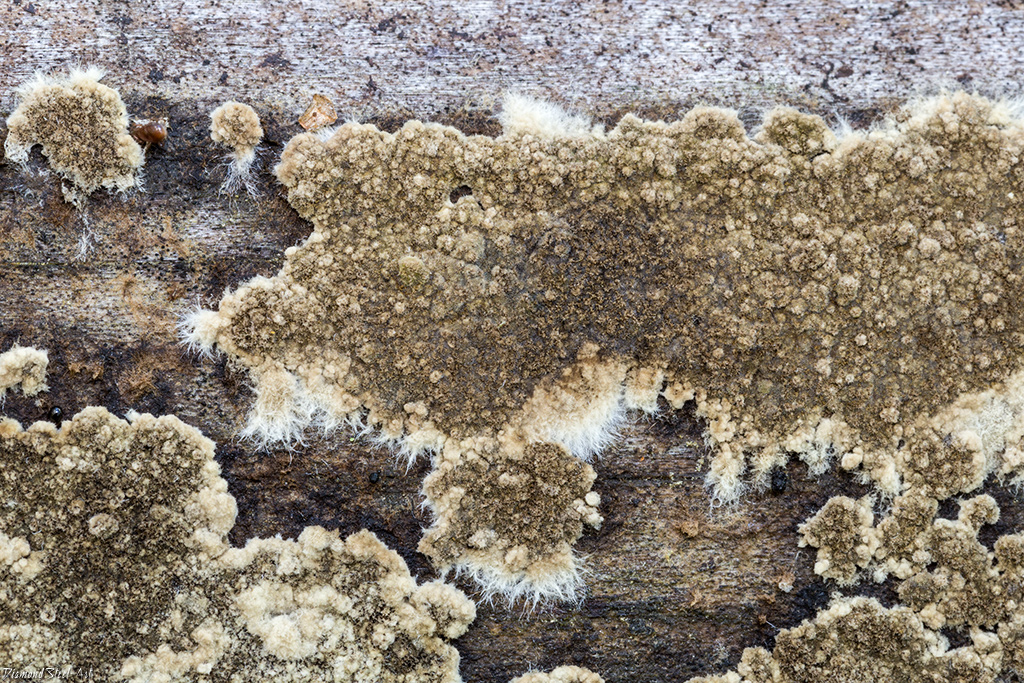 Представитель Семейства Coniophoraceae